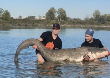 Krakowianie złowili suma większego od człowieka – ważył ponad 100 kilogramów!