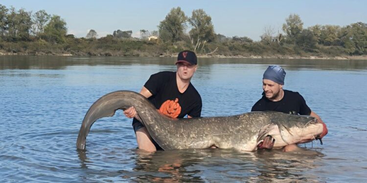 Krakowianie złowili suma większego od człowieka – ważył ponad 100 kilogramów!