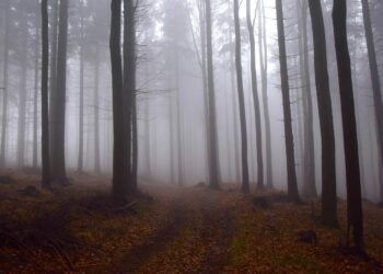 Uwaga kierowcy! Gęsta mgła spowije Małopolskę – widoczność spadnie niemal do zera!