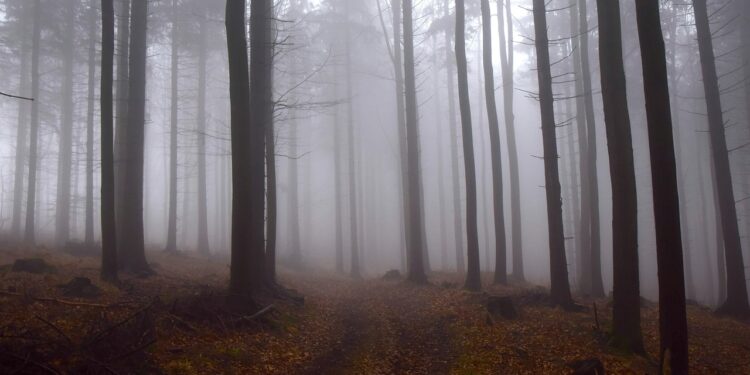 Uwaga kierowcy! Gęsta mgła spowije Małopolskę – widoczność spadnie niemal do zera!