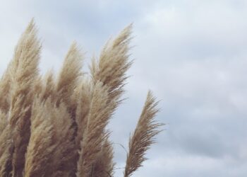 Małopolska w gotowości! Silny wiatr nadciąga – RCB wysyła alerty, IMGW ostrzega przed niebezpieczną pogodą