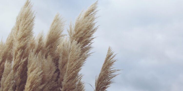 Małopolska w gotowości! Silny wiatr nadciąga – RCB wysyła alerty, IMGW ostrzega przed niebezpieczną pogodą