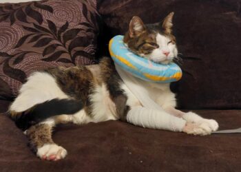 Skatował kota za kawałek boczku. Szokująca sprawa Pandka ponownie budzi emocje