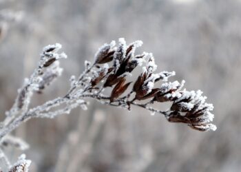 Śnieg zasypie Małopolskę? Synoptycy zapowiadają zimową sobotę bez szans na przejaśnienia