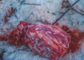130 kg mięsa porzucone w regionie. Szokujące odkrycie i pilne ostrzeżenie służb