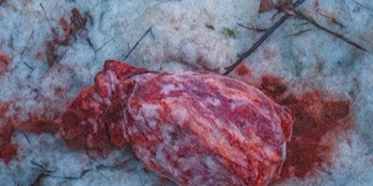 130 kg mięsa porzucone w regionie. Szokujące odkrycie i pilne ostrzeżenie służb