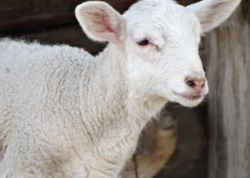 Tłumy na Franciszkańskiej i wyjątkowa atrakcja tylko przez dwa dni. Żywa szopka znów zachwyca Kraków