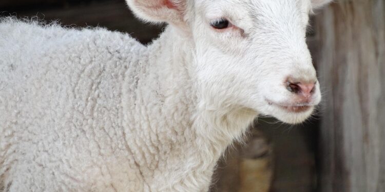 Tłumy na Franciszkańskiej i wyjątkowa atrakcja tylko przez dwa dni. Żywa szopka znów zachwyca Kraków