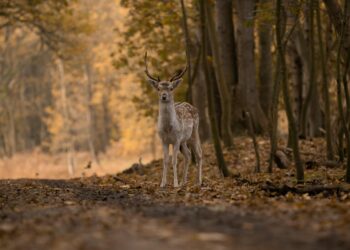 Nowa inwestycja w Krakowie: w Nowej Hucie powstanie miejsce, które da dzikim zwierzętom drugą szansę