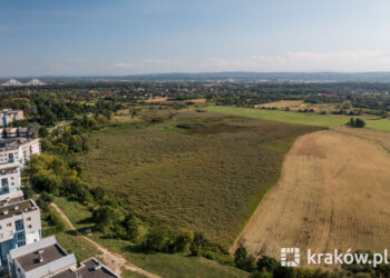 Kraków wprowadza ekologiczny wypas! Kozy i owce zadbają o miejskie tereny zielone