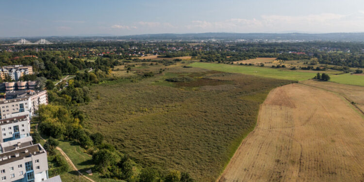 Kraków wprowadza ekologiczny wypas! Kozy i owce zadbają o miejskie tereny zielone