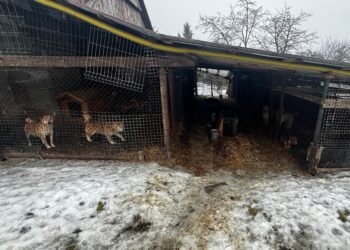 Kontrola na posesji w gminie Wieliczka. Zabezpieczono dziesiątki zwierząt i wszczęto postępowanie