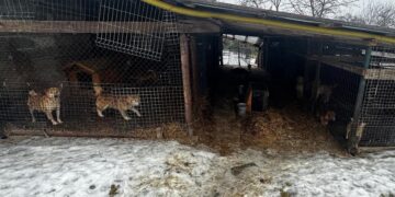 Kontrola na posesji w gminie Wieliczka. Zabezpieczono dziesiątki zwierząt i wszczęto postępowanie