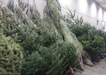 Twoja choinka może wrócić do miasta. Ruszyła akcja, która daje świątecznym drzewkom drugie życie