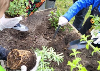 Kraków stawia na zielone szkoły. Powstanie 15 ogrodów deszczowych przy placówkach edukacyjnych