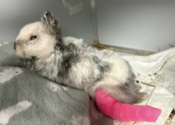 Brutalne okaleczenie królika w centrum Krakowa. Wstrząsające odkrycie przy Dworcu Głównym