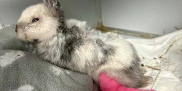 Brutalne okaleczenie królika w centrum Krakowa. Wstrząsające odkrycie przy Dworcu Głównym